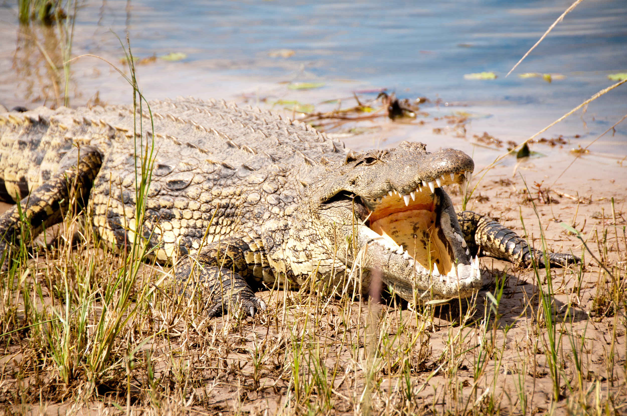 Big mouth, enjoying the sun, Chobe River