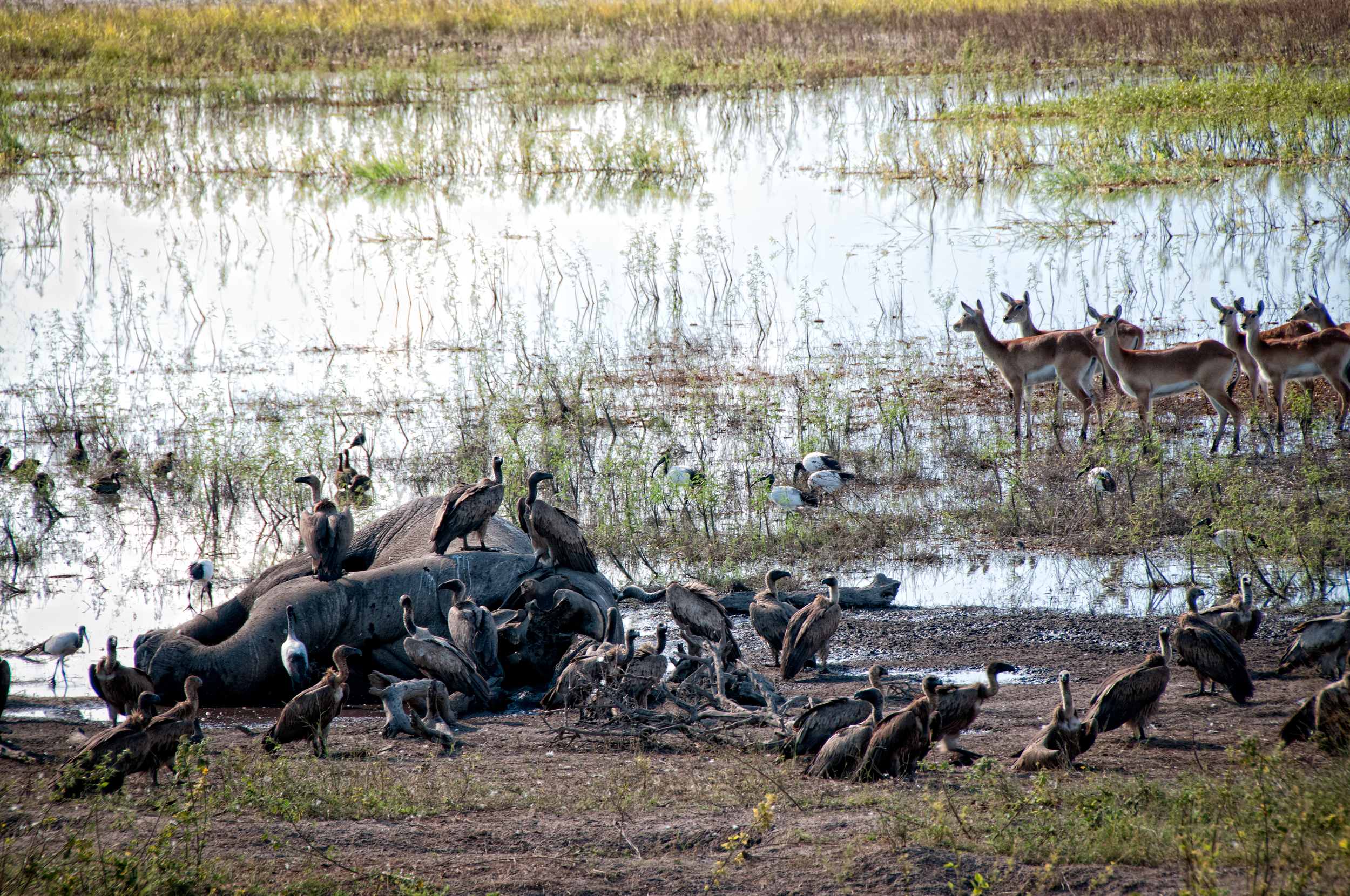 Elephant Carcass, with Vultures. Chobe River