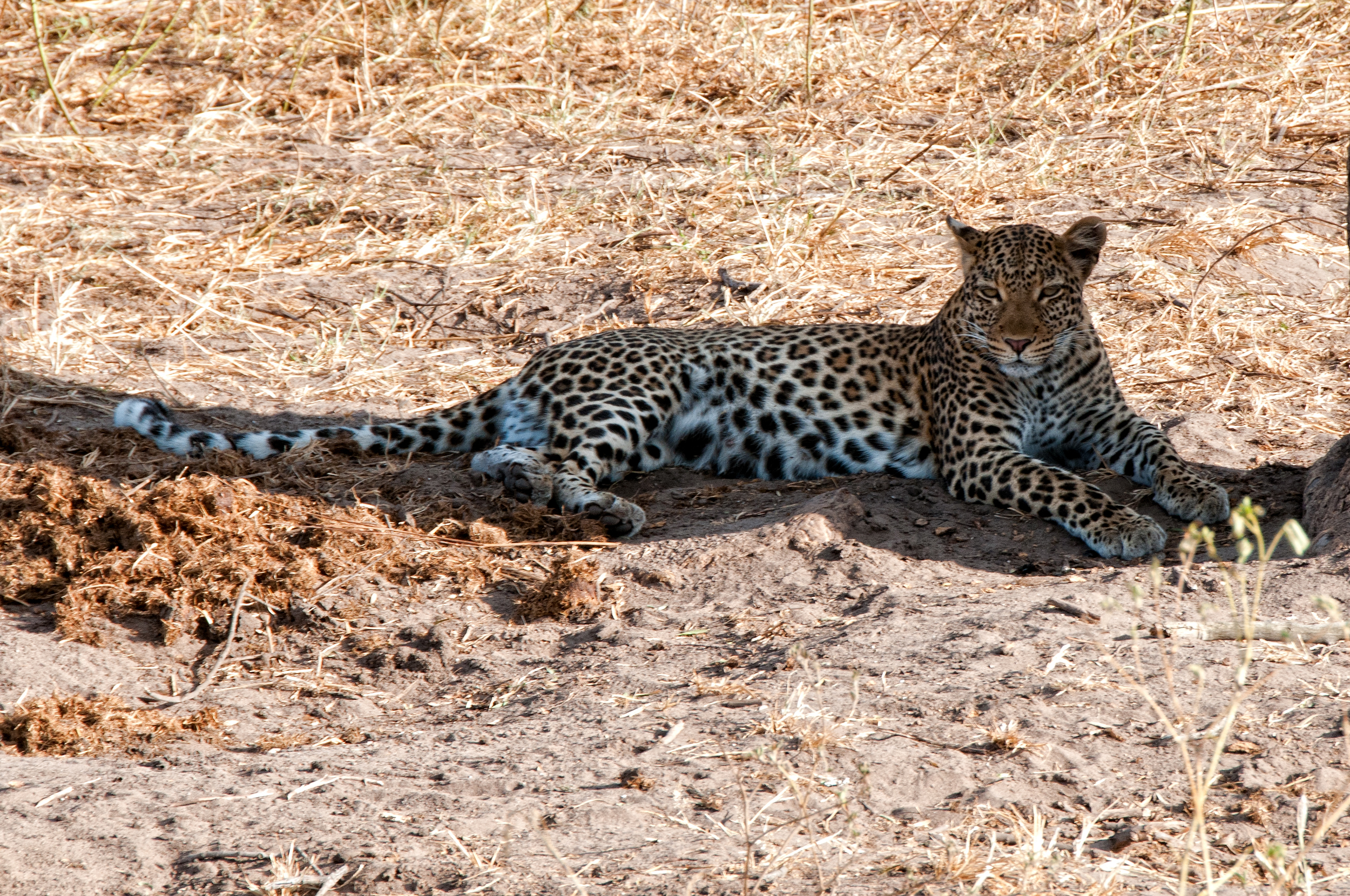 Leopard, in the shade, Chobe River