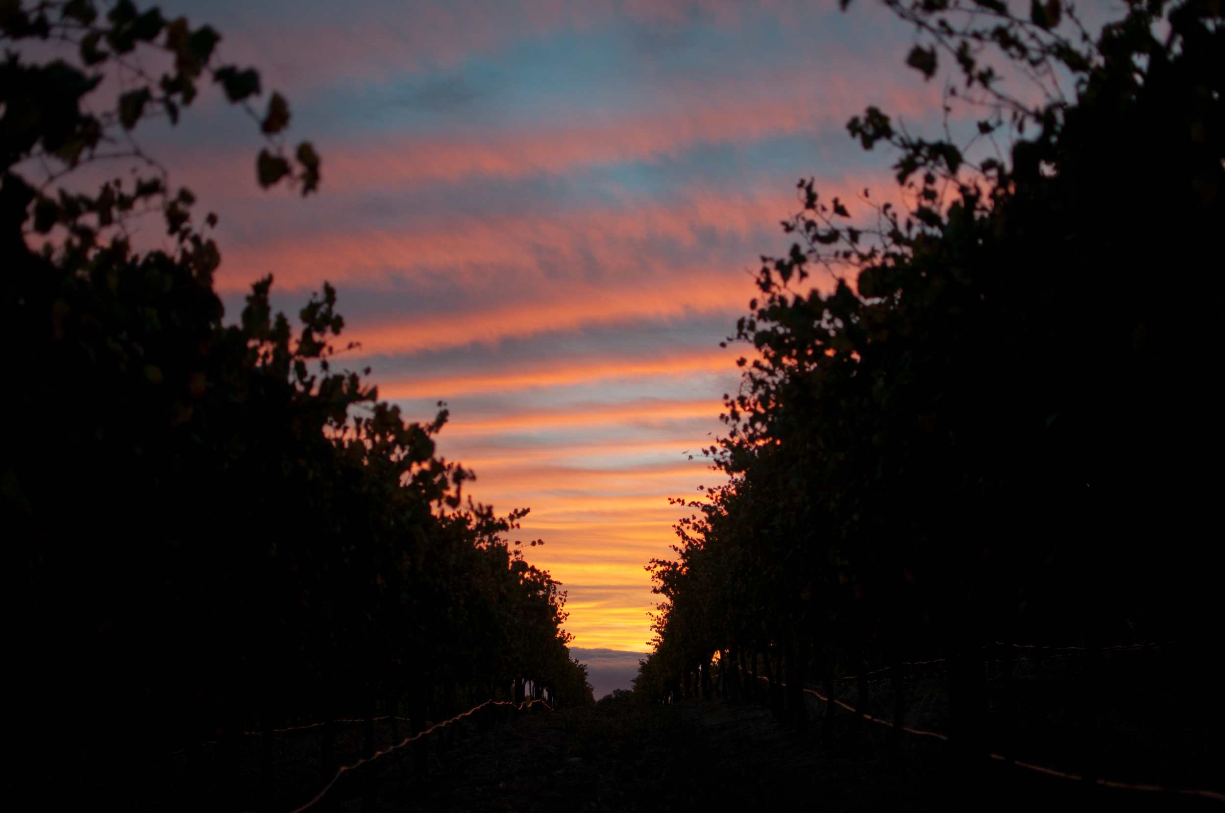 Welcomed by a stunning sunset, Kleine Zalze