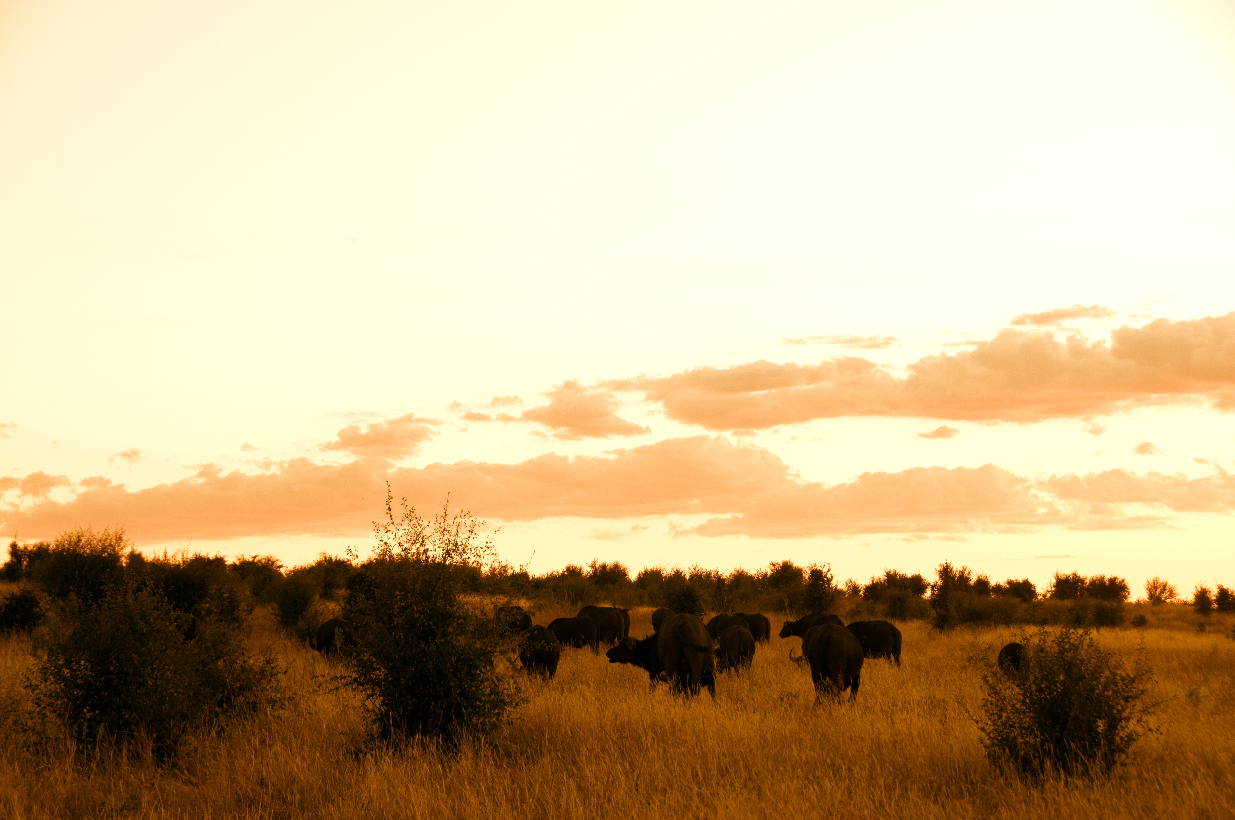 Buffalos on sunset