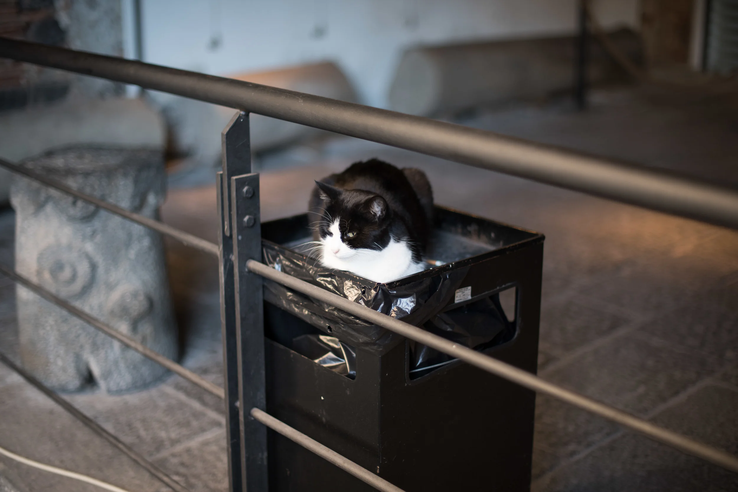 Cat, Catania roman theatre