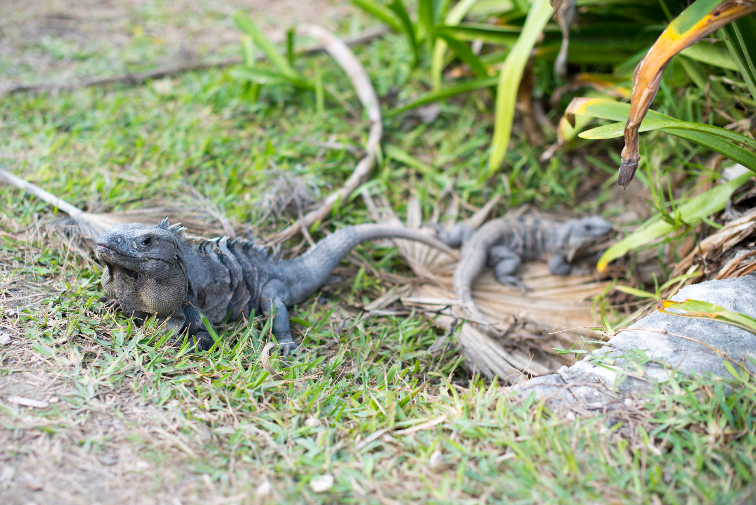  Iguanas at the Tulum archeological site 