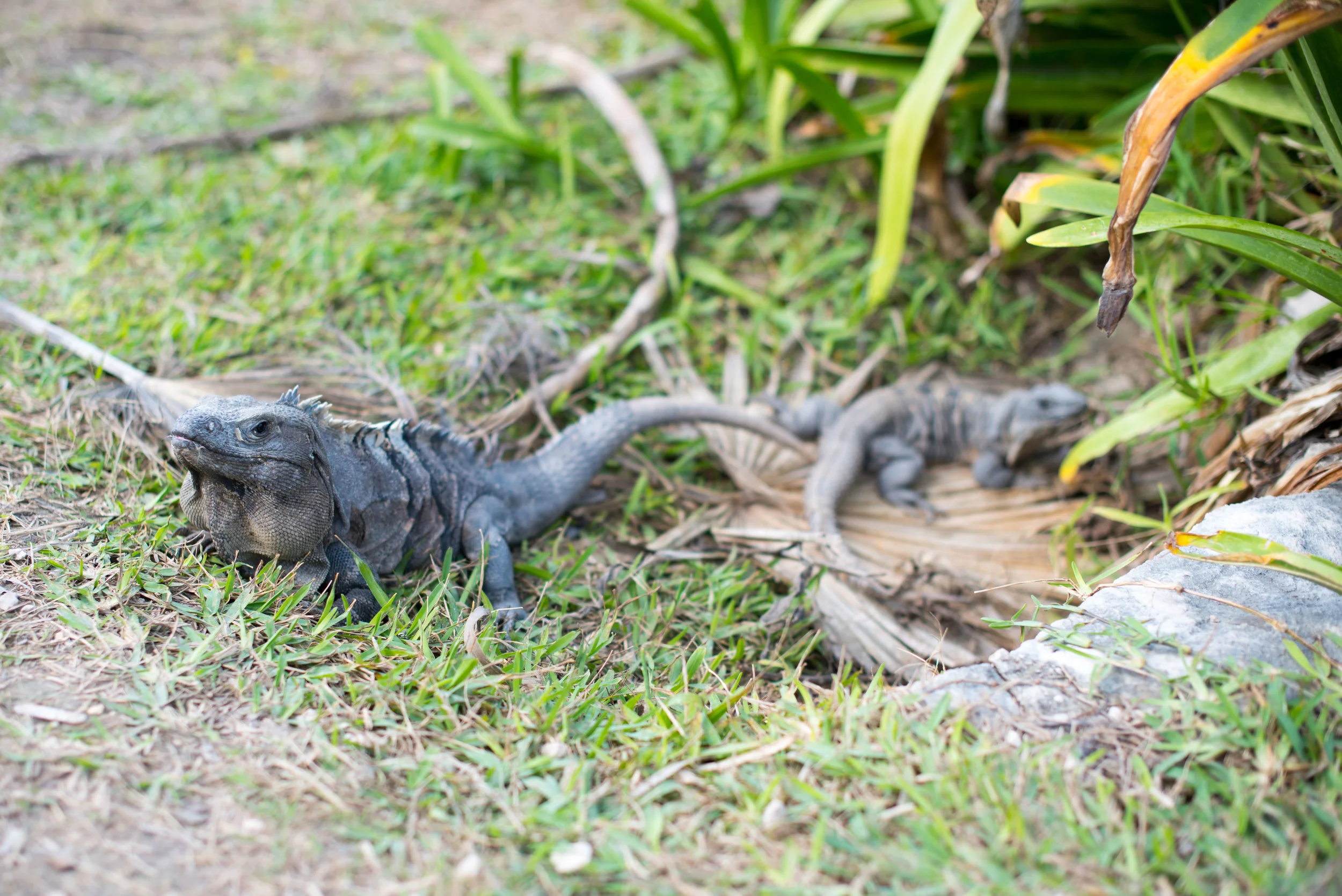 Iguanas at the Tulum archeological site