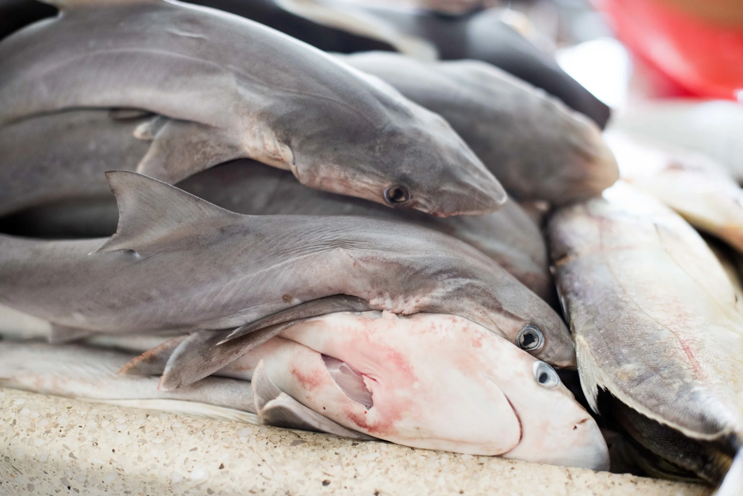 Merida, fish market