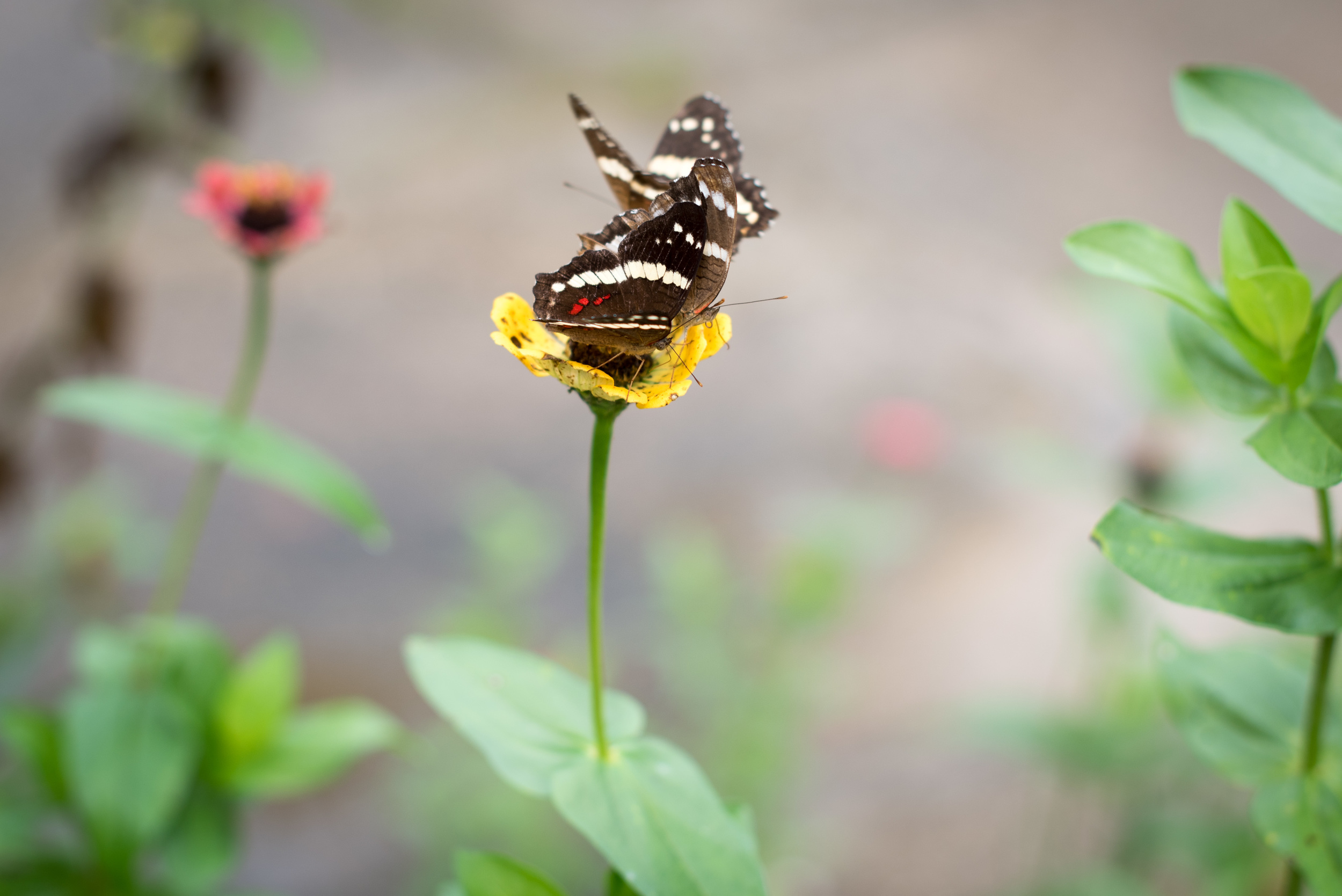  Butterflies, Palenque 