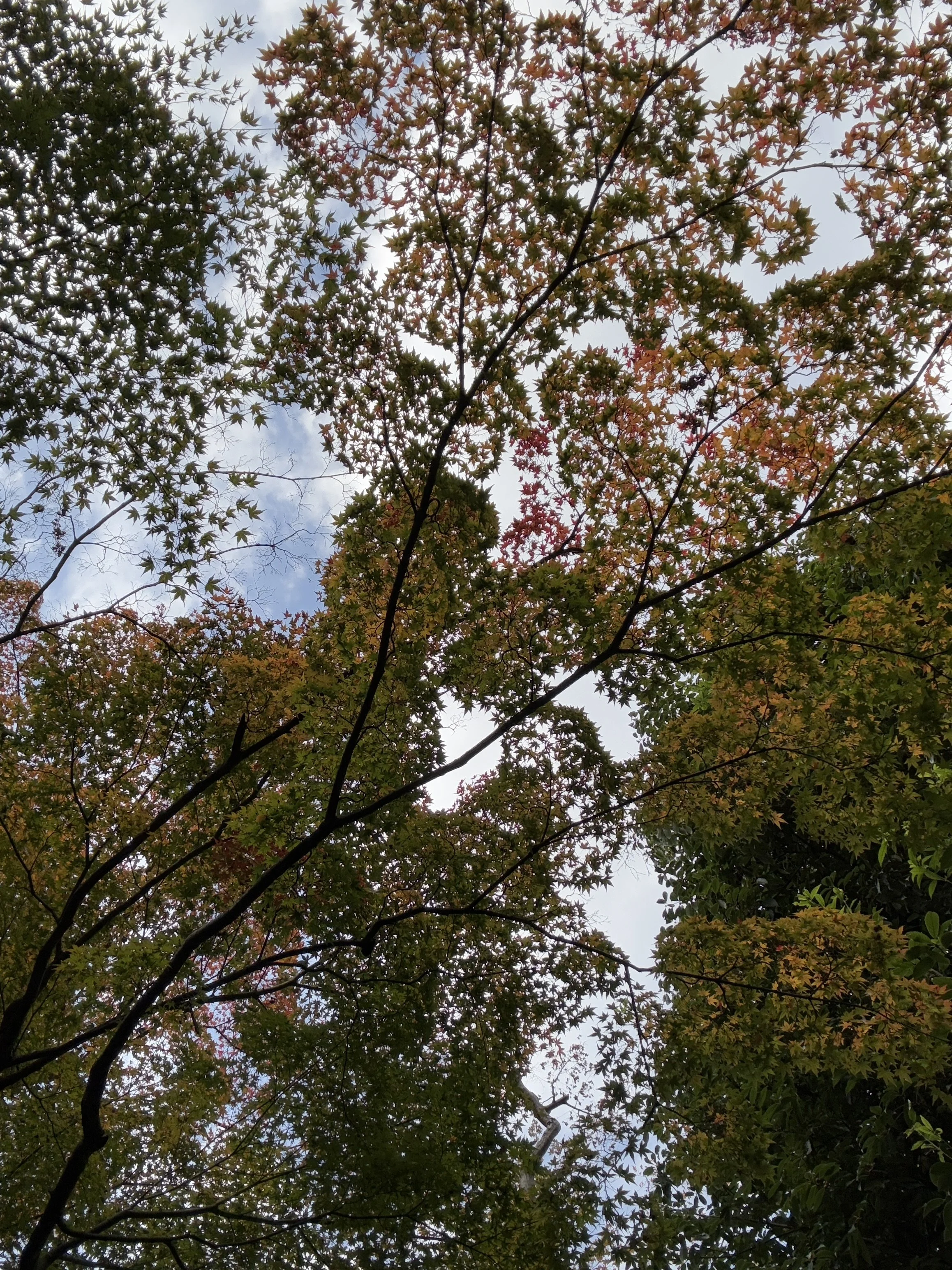IMG_1138.jpeg