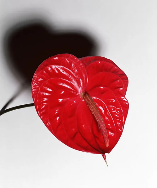 anthurium-red.JPG