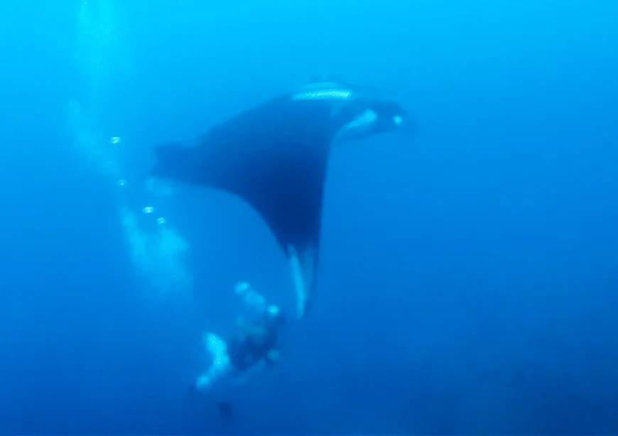 Isla de Cano Pacific Manta.jpg