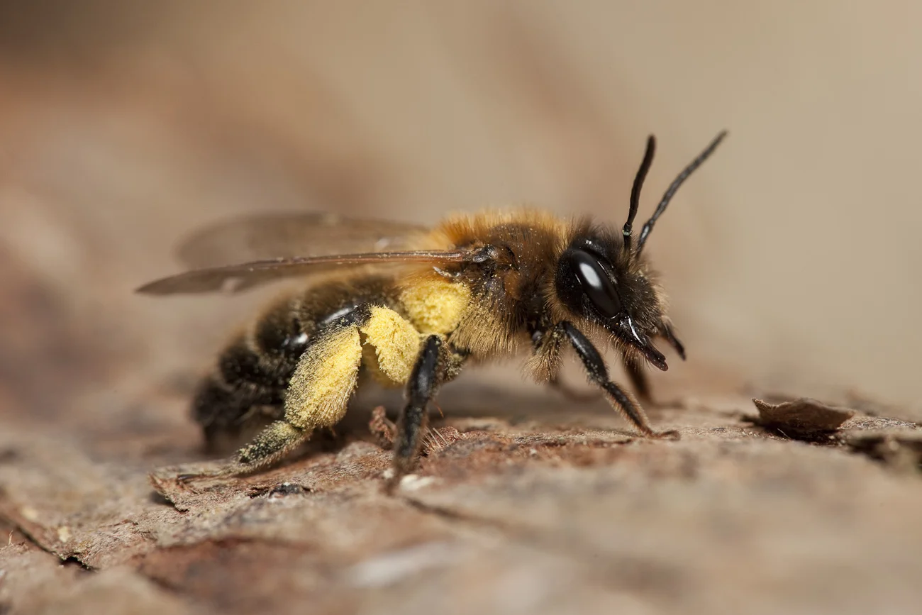 Loaded bee 1300 (1 of 1).jpg
