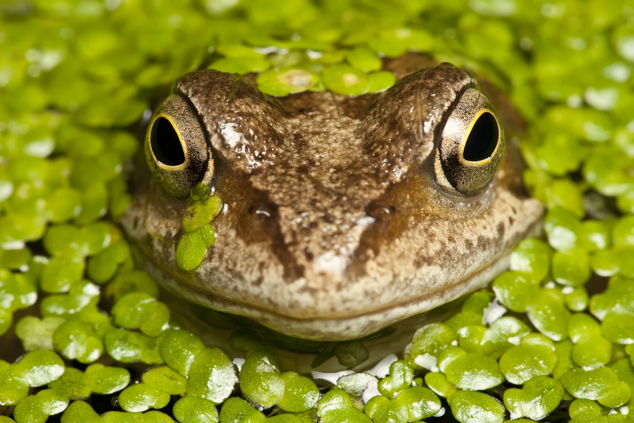 Frog (1 of 1).jpg