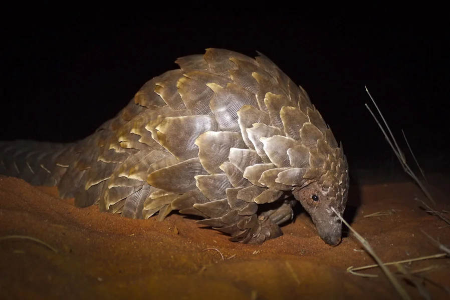 Pangolin (1 of 3).jpg