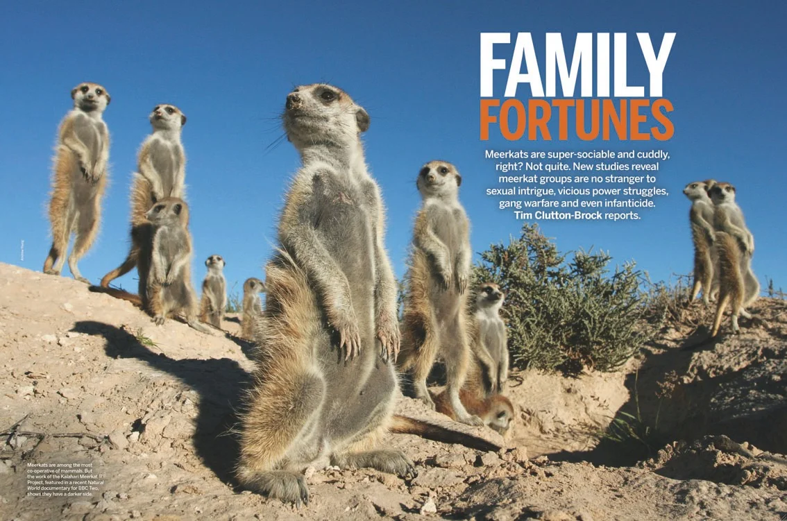 BBC Wildlife - Dec 2013.jpg