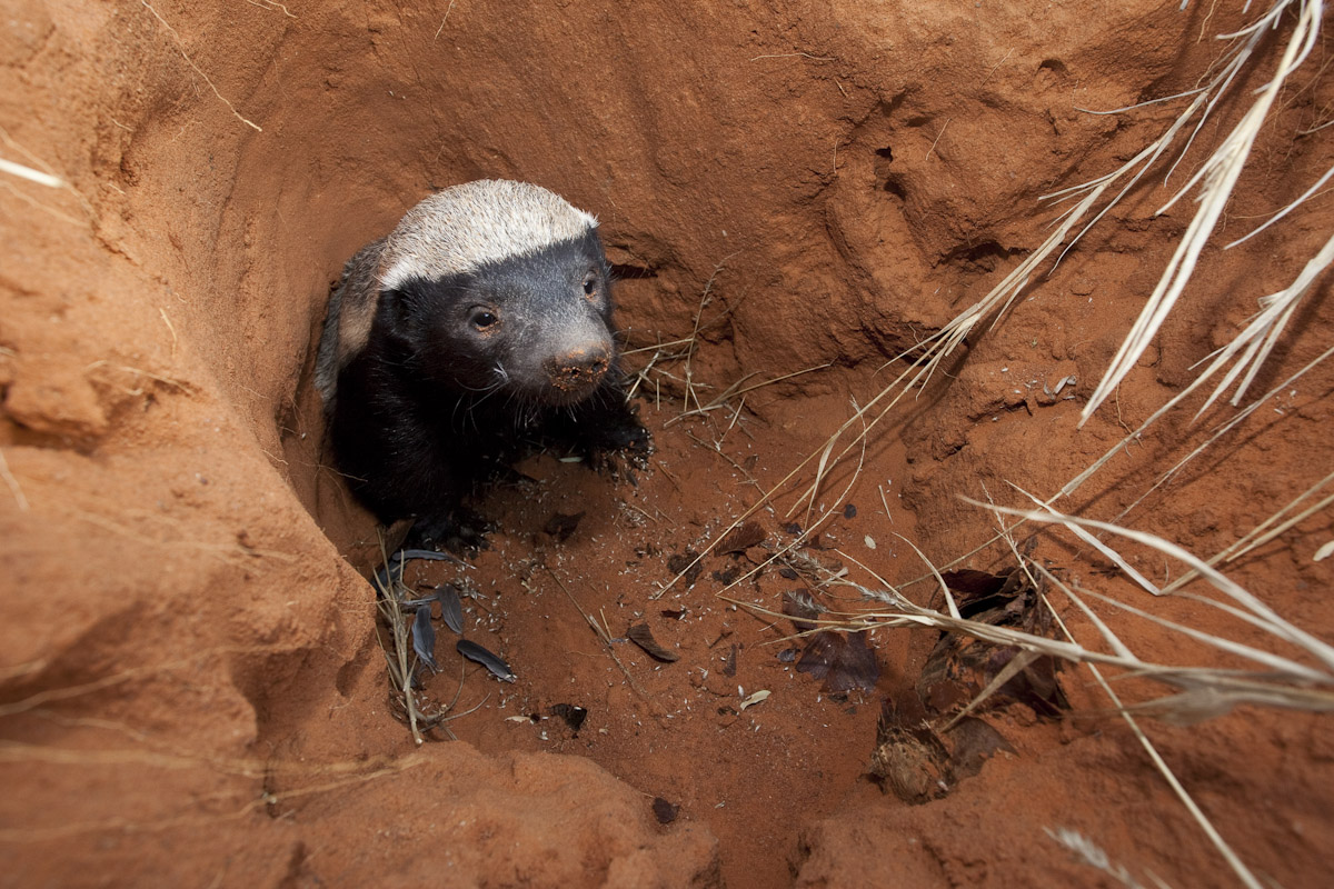 Honey badger-2-2.jpg