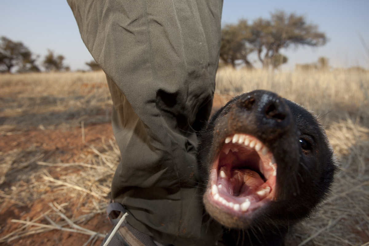 Honey badger-5.jpg