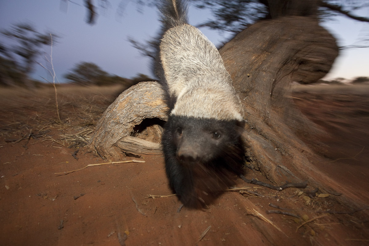 Honey badger-1.jpg