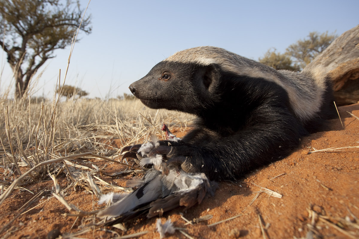 Honey badger-1-2.jpg