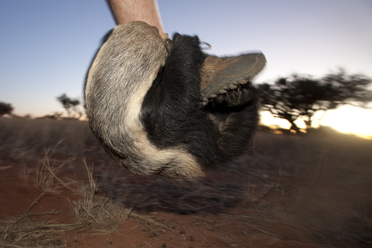 Honey badger-2.jpg