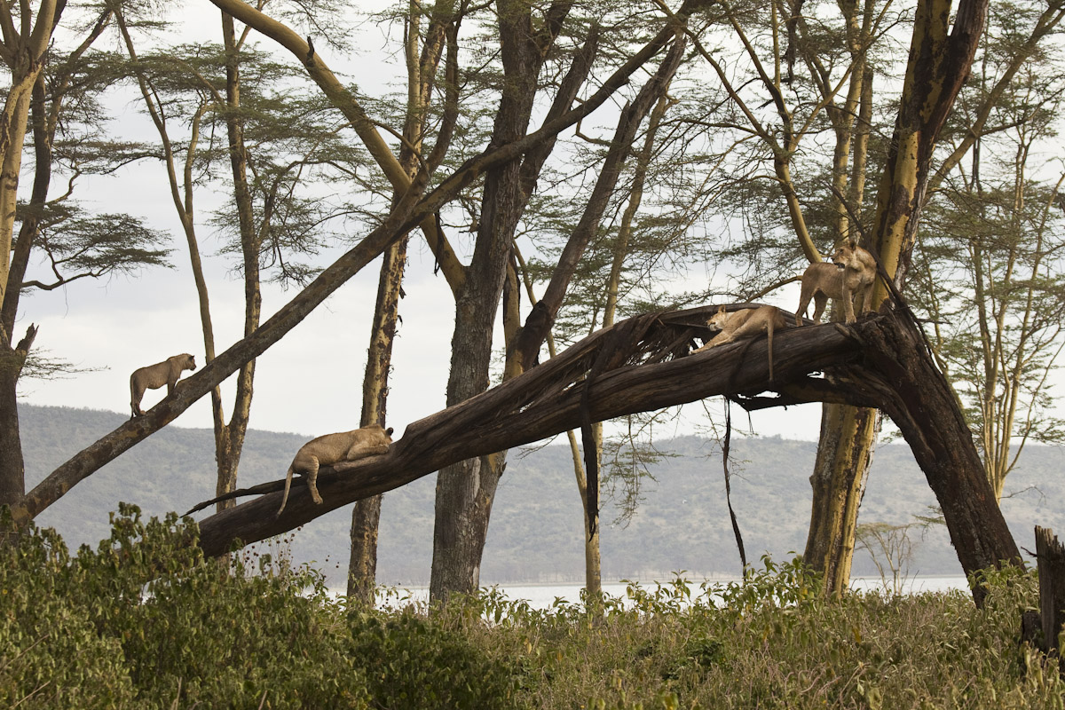 Kenya 2012-5.jpg