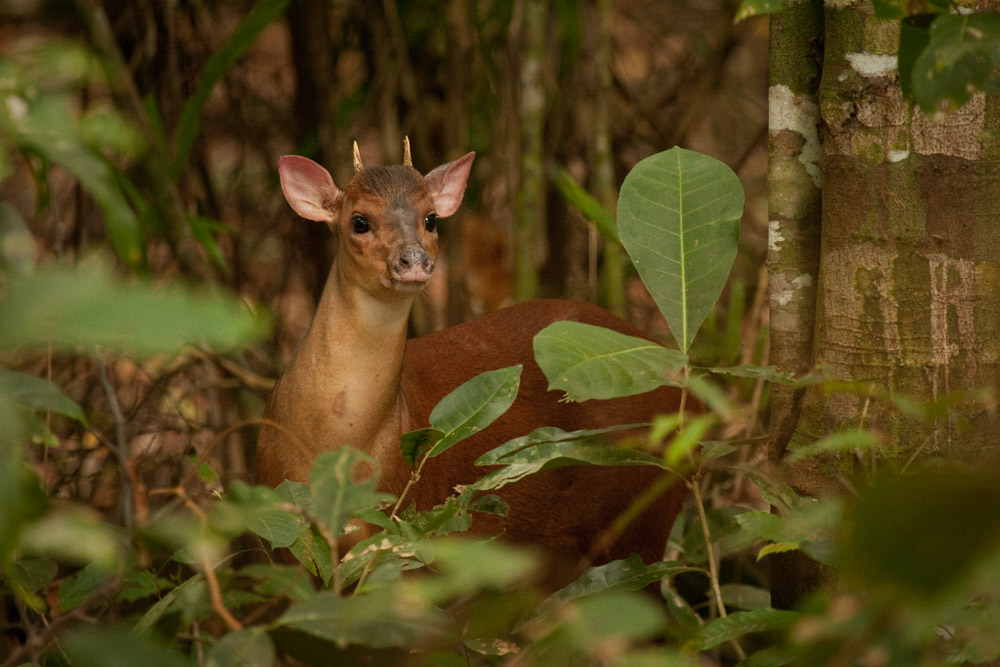 (c) www.wildimages.org