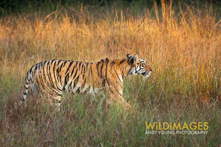 Tiger dawn-1.jpg