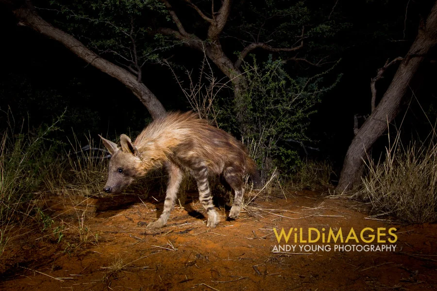 Brown hyena, Kalahari desert, South Africa. Copyright wildimages.org