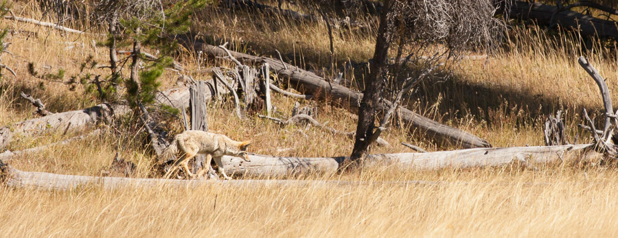 Yellowstone (1 of 1)-25.jpg