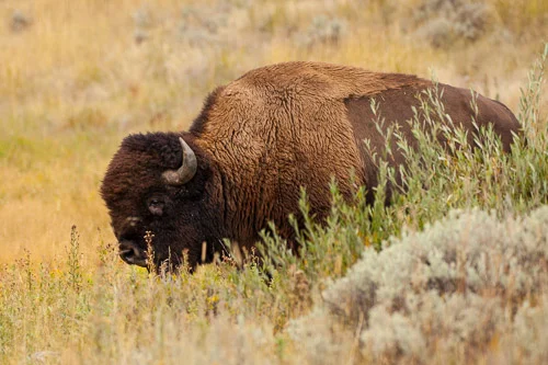 Yellowstone (1 of 1)-21.jpg