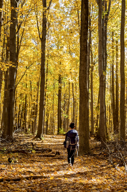Hiking Through the woods: Mt. Nemo, Burlington, Ontario