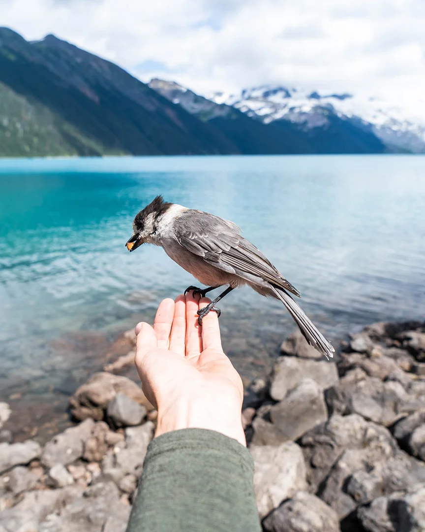 The incredibly bold Grey Jays at Garibaldi Lake