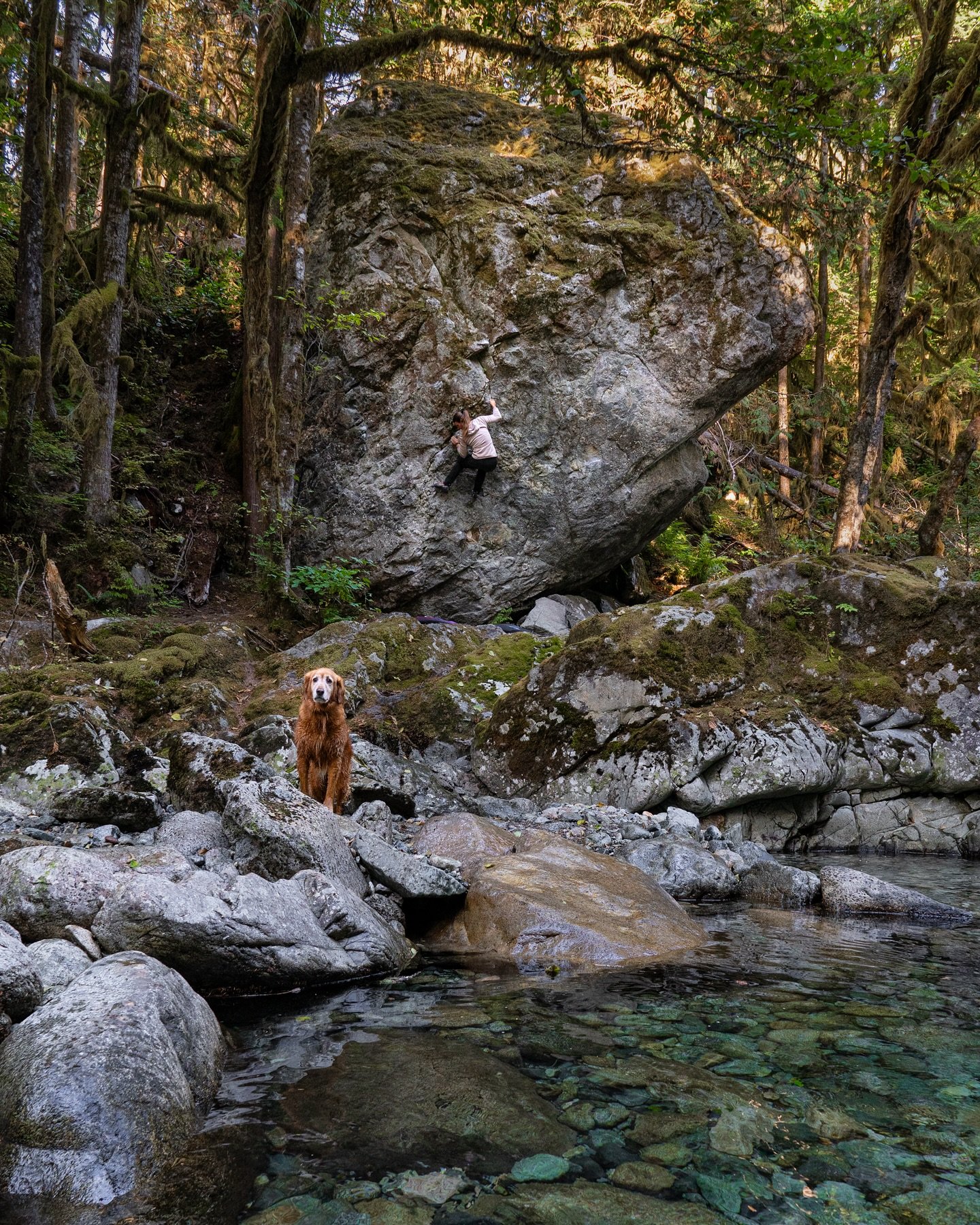 I&rsquo;ve been drawn to these boulders ever since I first laid eyes on them. The sound of rushing water of the river, the moss draped over the trees, and the incredible rock formations make this place a boulderer&rsquo;s dream!

Featured here, @mart