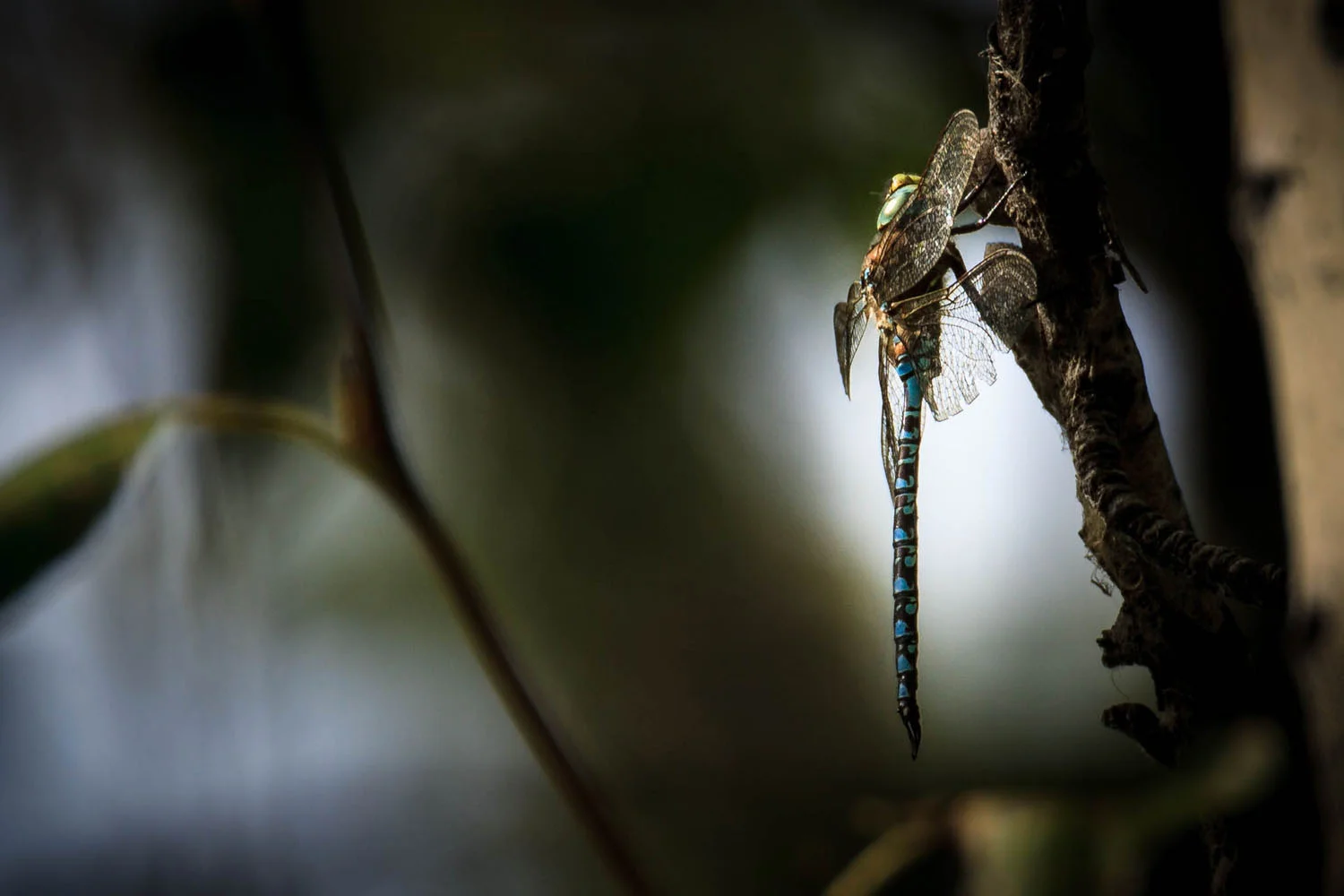 Dragonfly