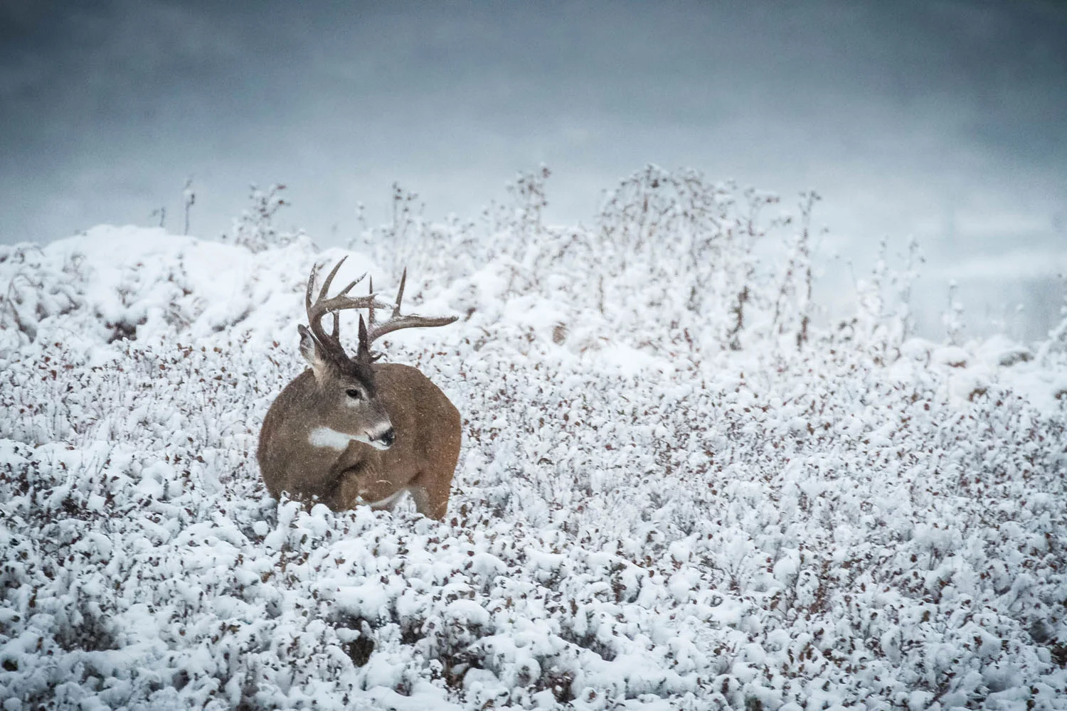 White-tailed Deer