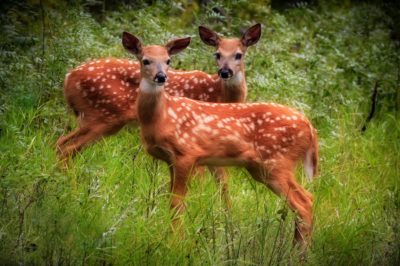 White-tailed Deer Fawns