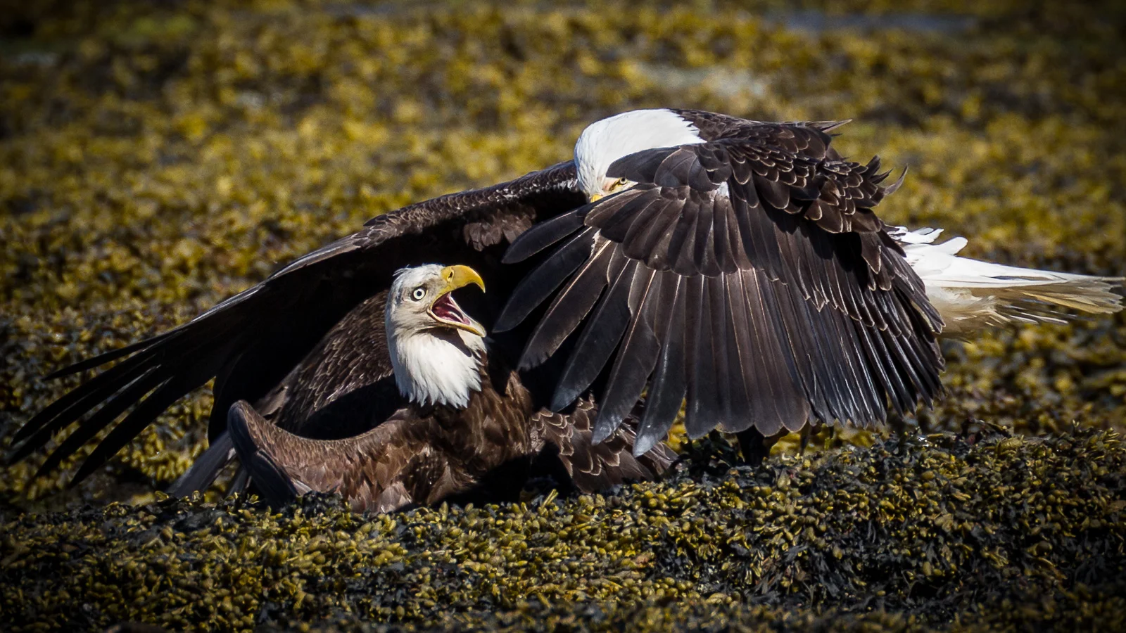 Bald Eagles