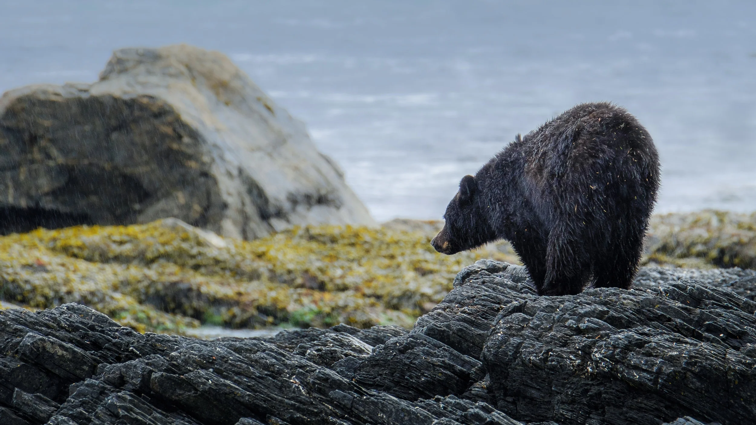 Bear_colour.jpg