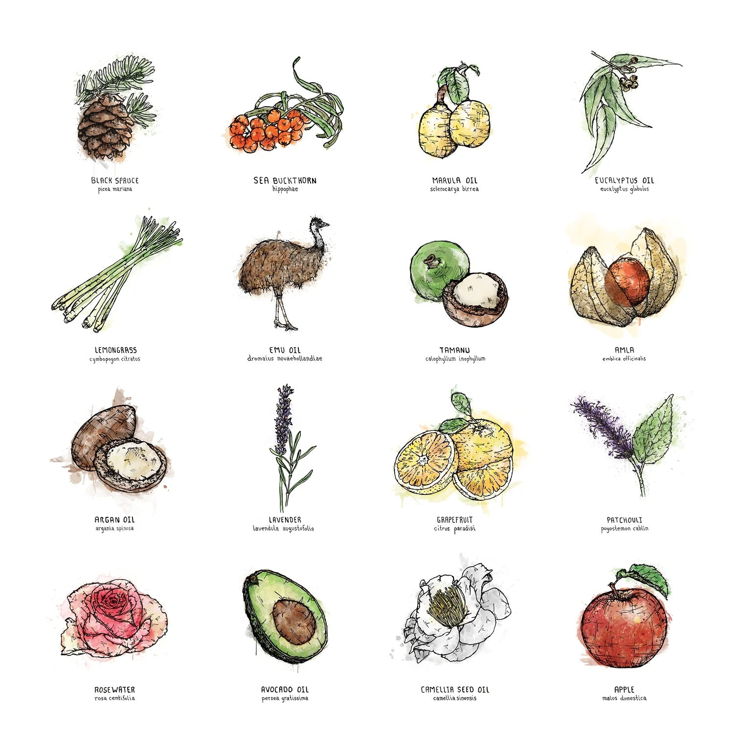 Ingredients List Colour_web.jpg