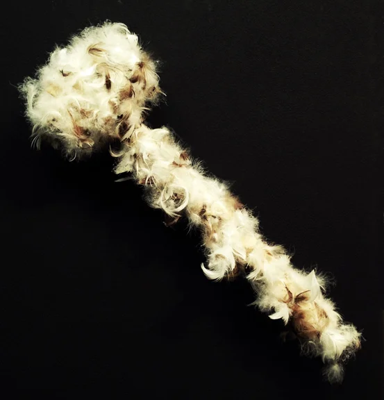 " A Hammer in Birds' Clothing or Killing Me Softly " feathers, rubber mallet