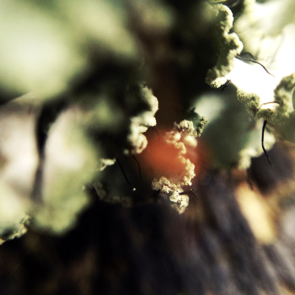 " Fun Guy #2 " photography