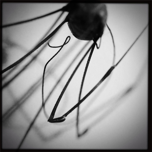 " Long Daddy Legs " photography