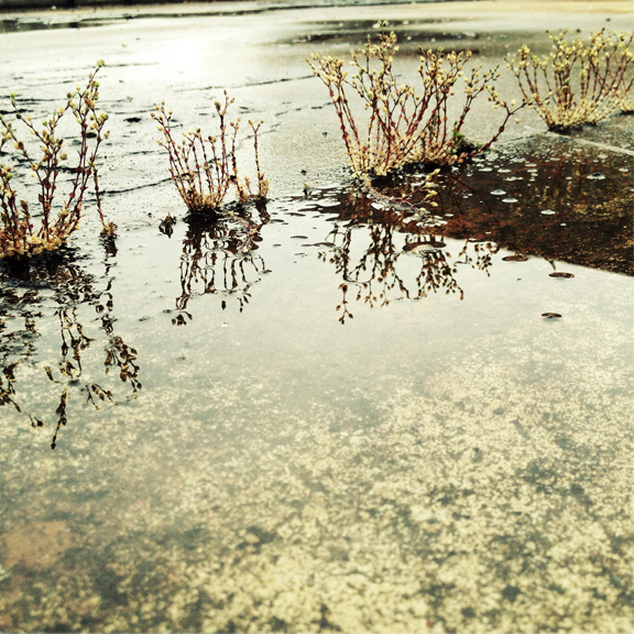 " Puddle " photography