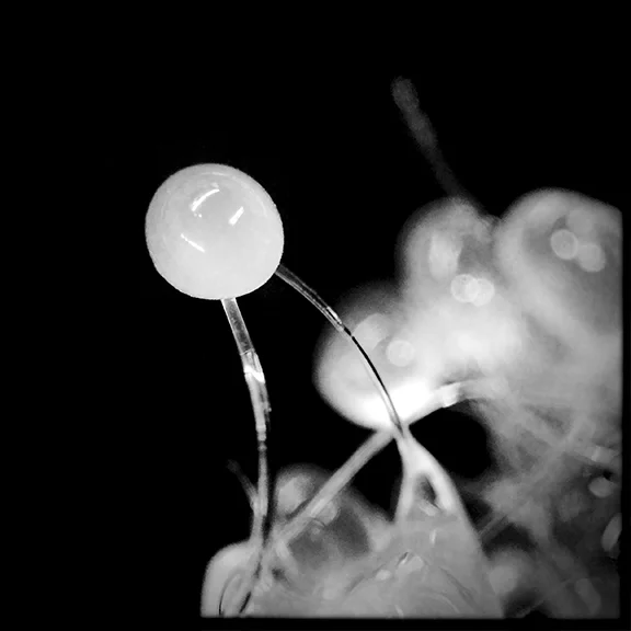 Drip Drop Droop #14
