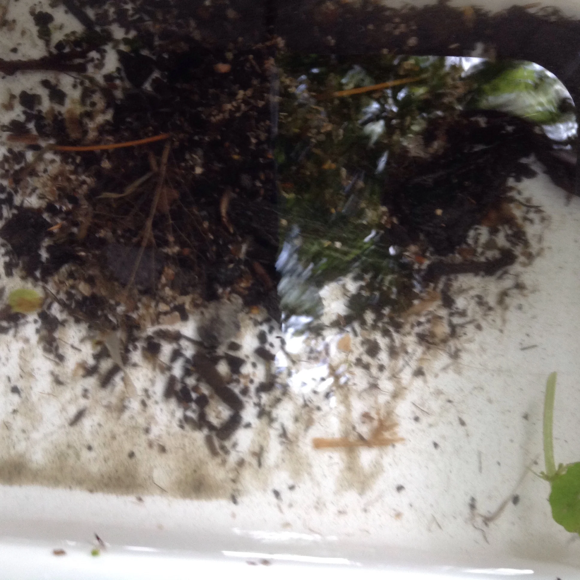 What can we find amongst the stream debris?