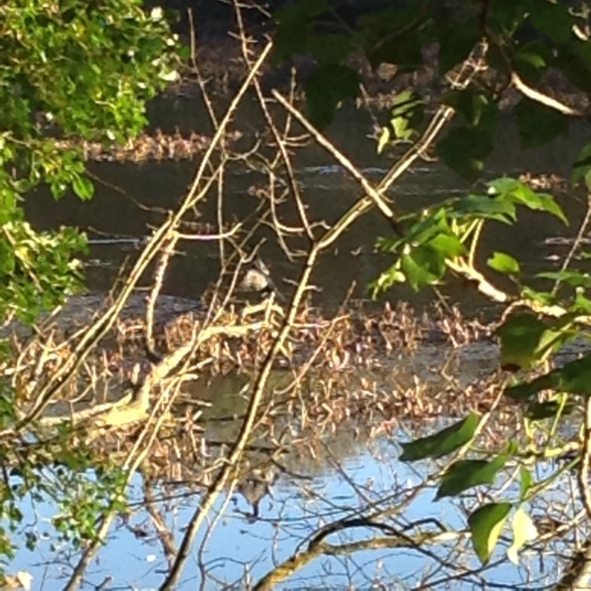 Can you spot the cormorant and its reflection in Bosherton lily ponds?