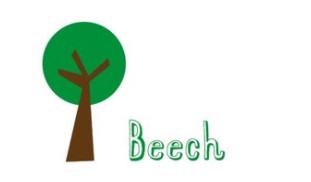 Beech.jpg