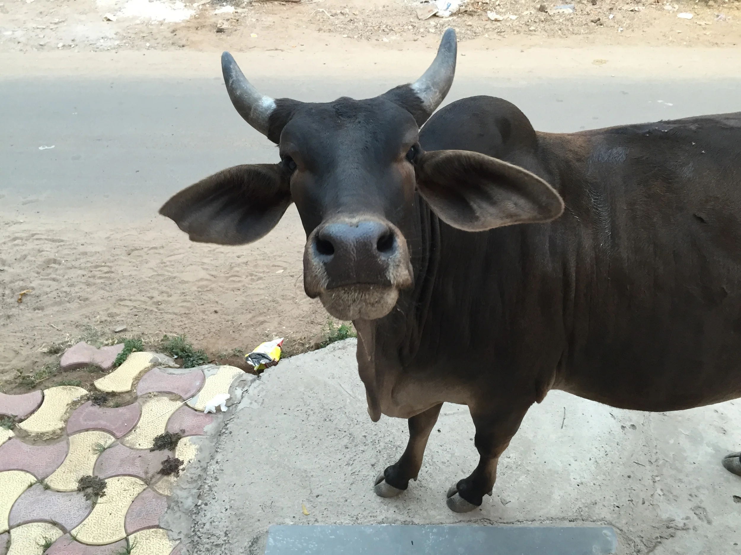 From February 19 and March 11