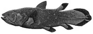 Coelacanth.jpg