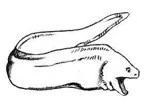moray.jpg