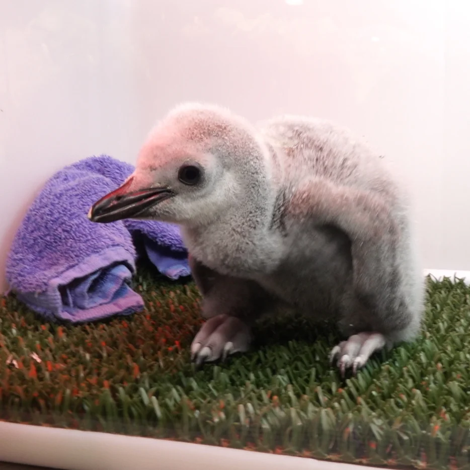 Loro Parque Welcomes a Newborn Chinstrap Penguin Chick — IAAAM