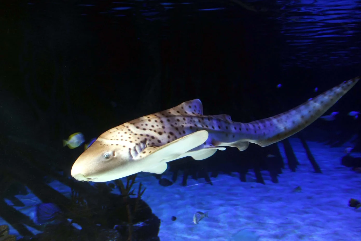 Loro Parque presents Udra (2).jpeg